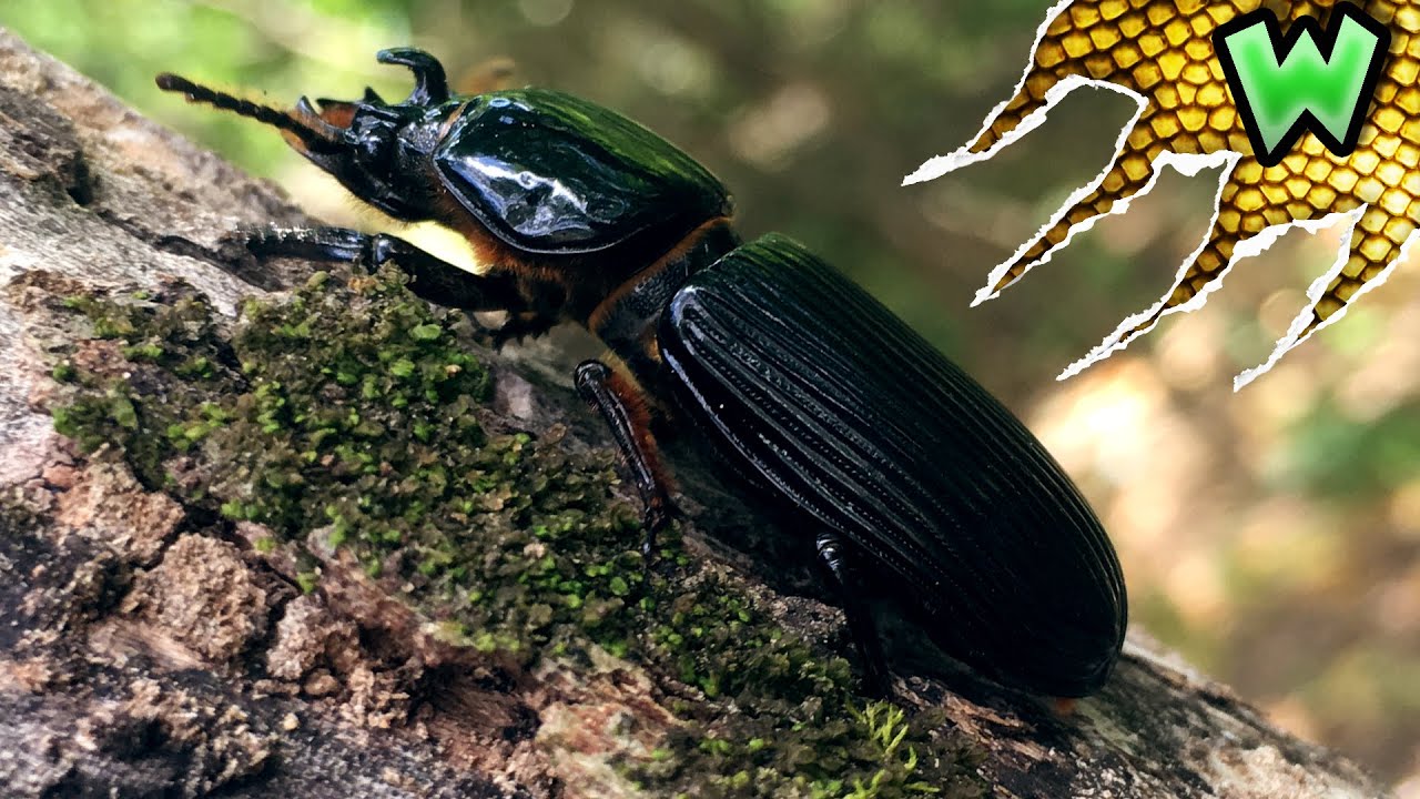 Are You Smarter than a Passalus Beetle?