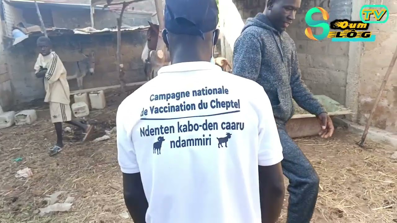 Campagne  nationale de vaccination du cheptel à Soum