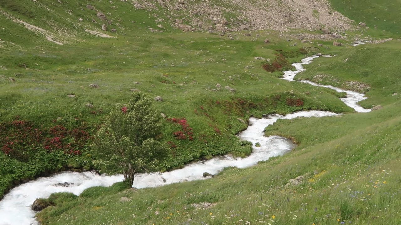 #5 Le Galibier "plan lachat" parterre de fleures onirique
