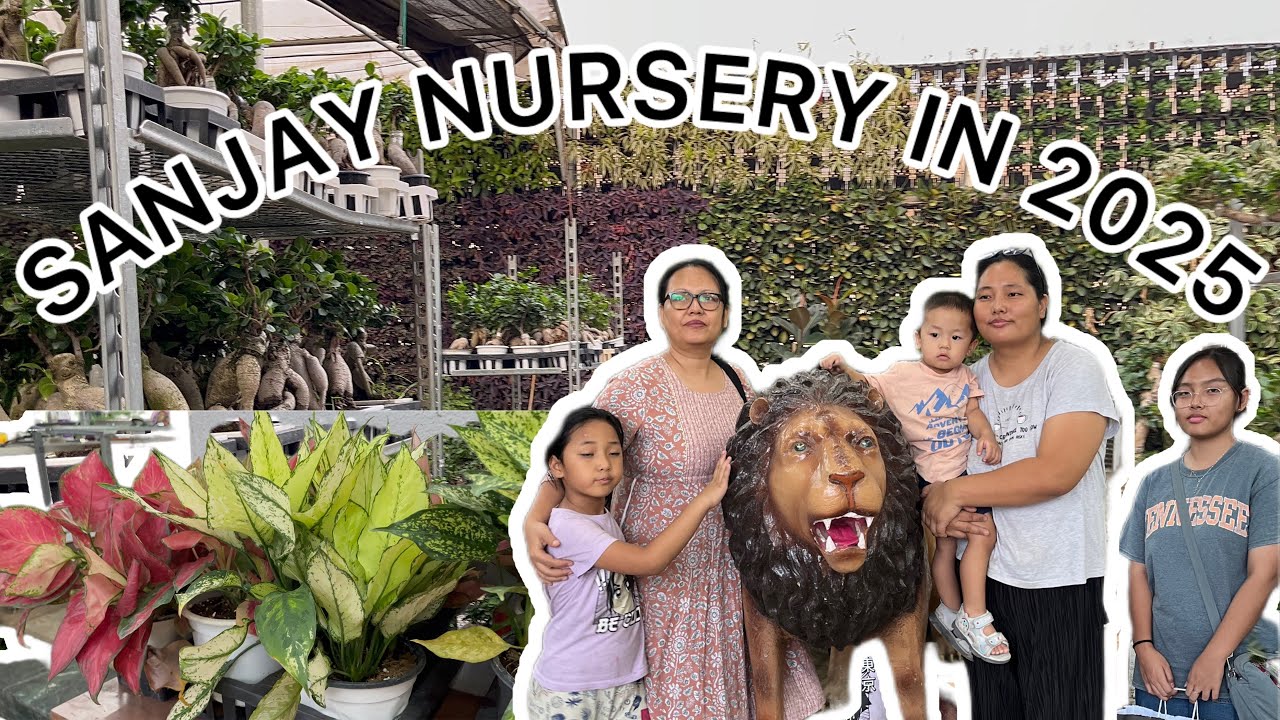 What will you find in SANJAY NURSERY😱/Summer discount 2025🤫/Cheapest Retail and Wholesale nursery