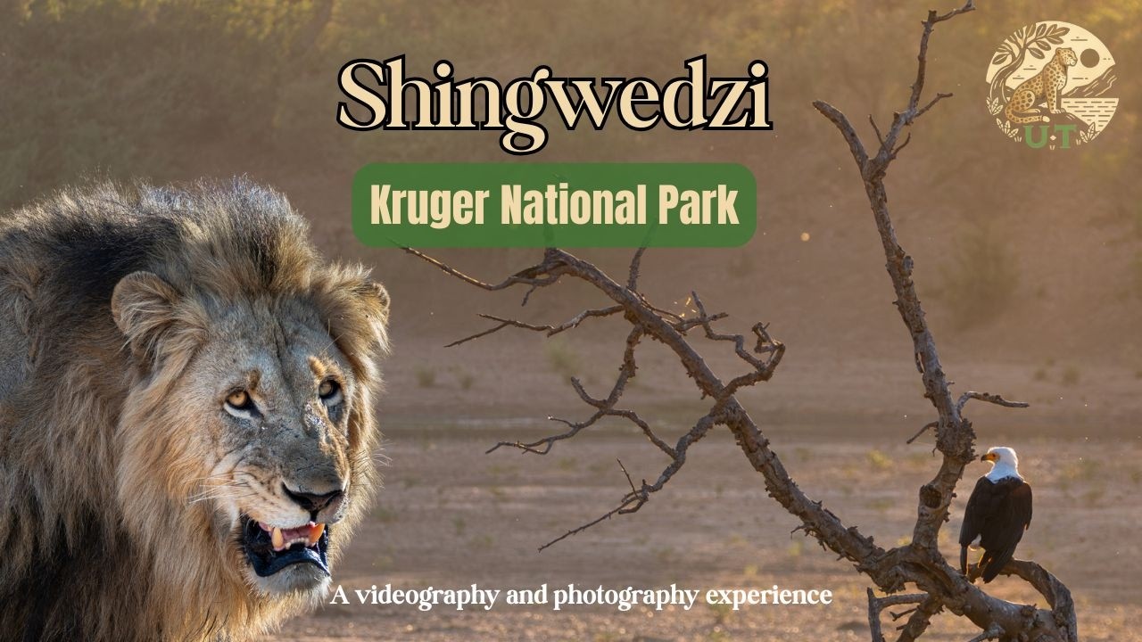 Shingwedzi Rest Camp |4K| Untamed Toms in Kruger National Park Ep. 1