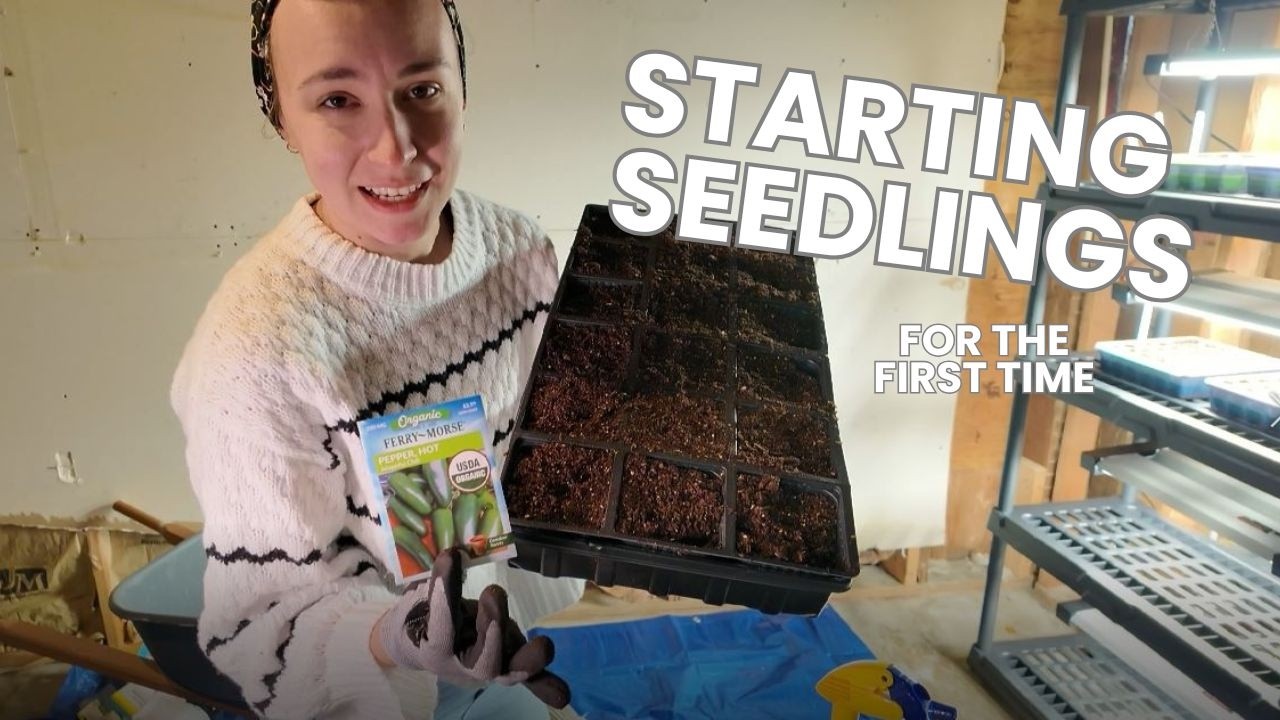 Will I Be Able To Grow Seedlings For The First Time?