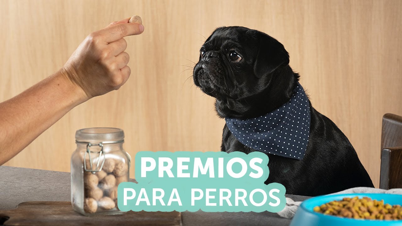 Premios para perros | Recetas Kiwilimón