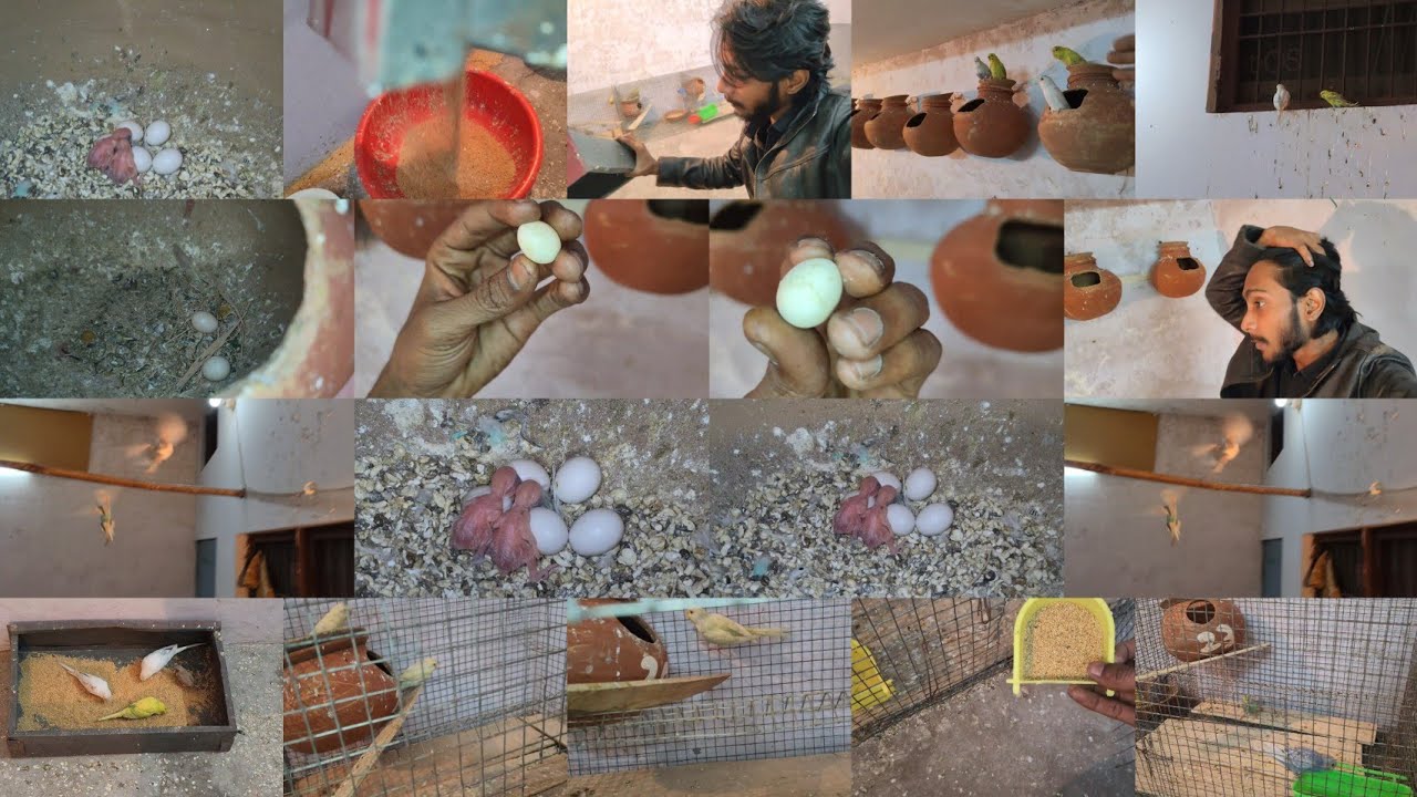 Aaj Budgies Ka dusra Baccha Bhi Ande Se bhar Aagya 🐣🥰