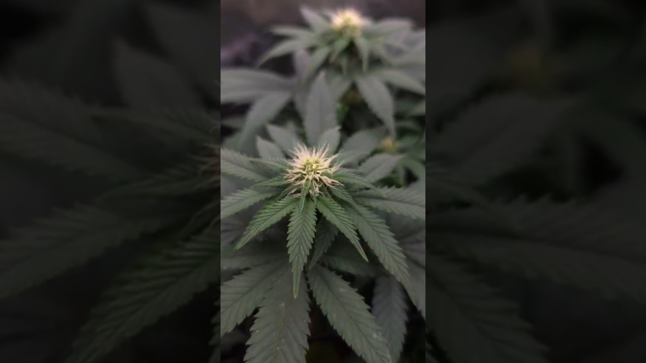 Critical Kush Bl&uuml;te 2 Week @L.A_Grow #420 #viralvideo #420growers #weedshorts #lovegrowinggreen