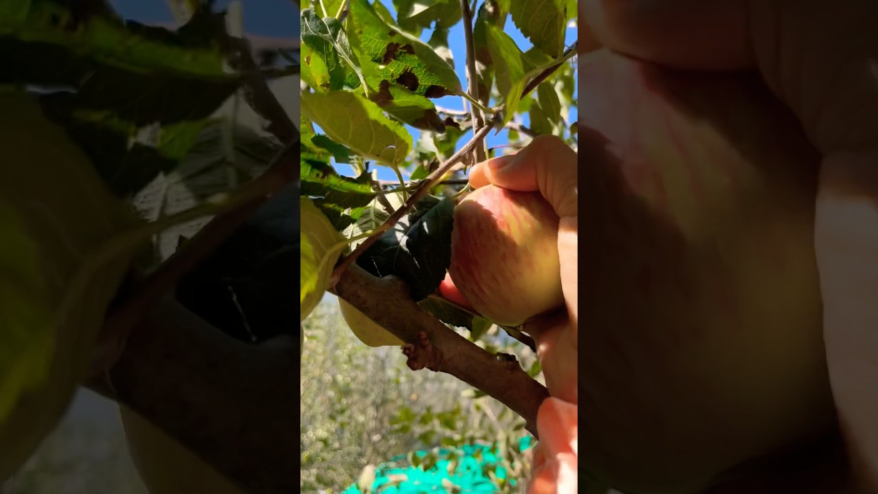 AnAppleADay..!🍏🍎 #InTuneWithNature 💚#travel #nature