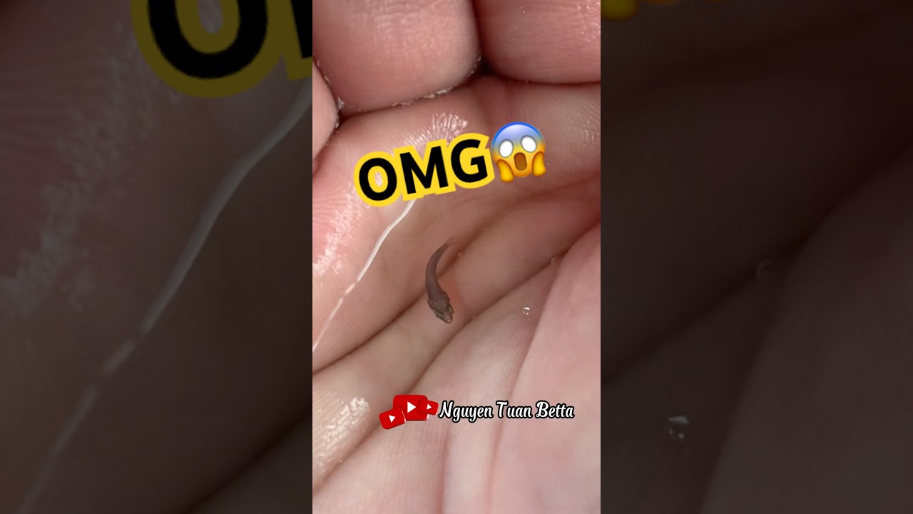 Как растут дикие инопланетные петушки?#bettafishtank #wildbetta