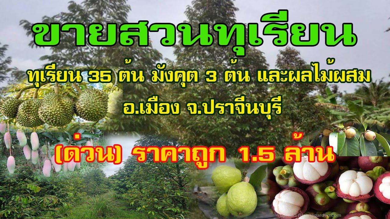 (ปิดการขาย) ขายสวนทุเรียน 1แปลง3งาน 1.5 ล้าน อ.เมือง จ.ปราจีนบุรี พื้นที่ 3 งาน โทร.096-2829253