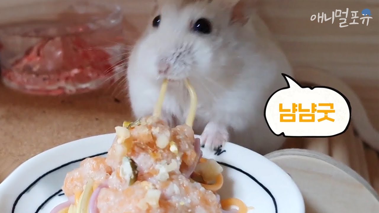 [풀버전] #우리집상전 = 햄스터! ☆ 세계 최초 햄스터의 파스타 먹방 ☆｜류수영의 동물티비 EP10