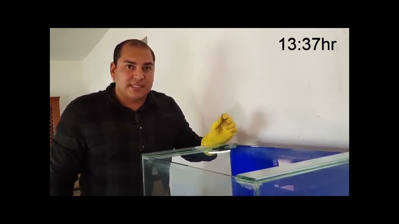 Existe Veneno Para Escorpião? Teste Confirma | Gabriel Ambiental