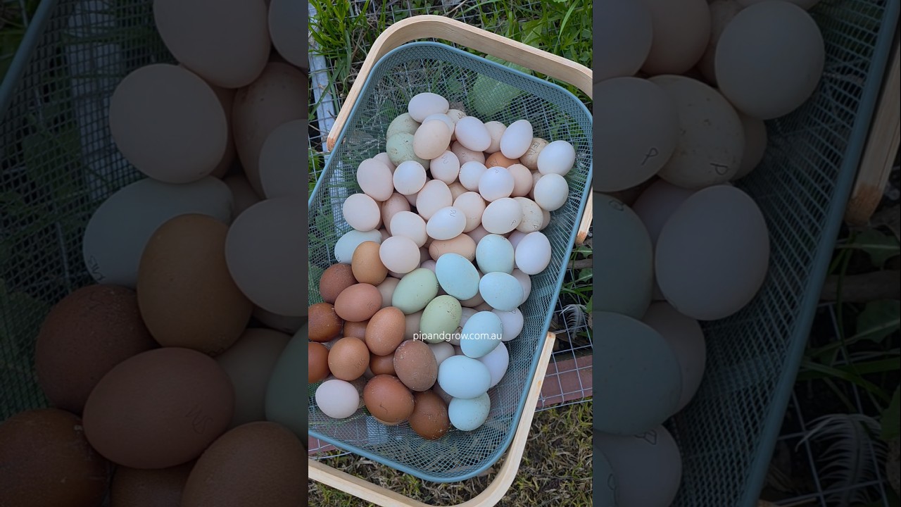 Rainbow in the basket @pipandgrowfarm #fertileeggs
