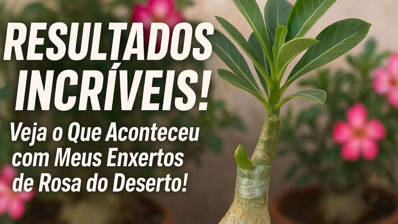 RESULTADOS INCRÍVEIS! Veja o Que Aconteceu com Meus Enxertos de Rosa do Deserto!