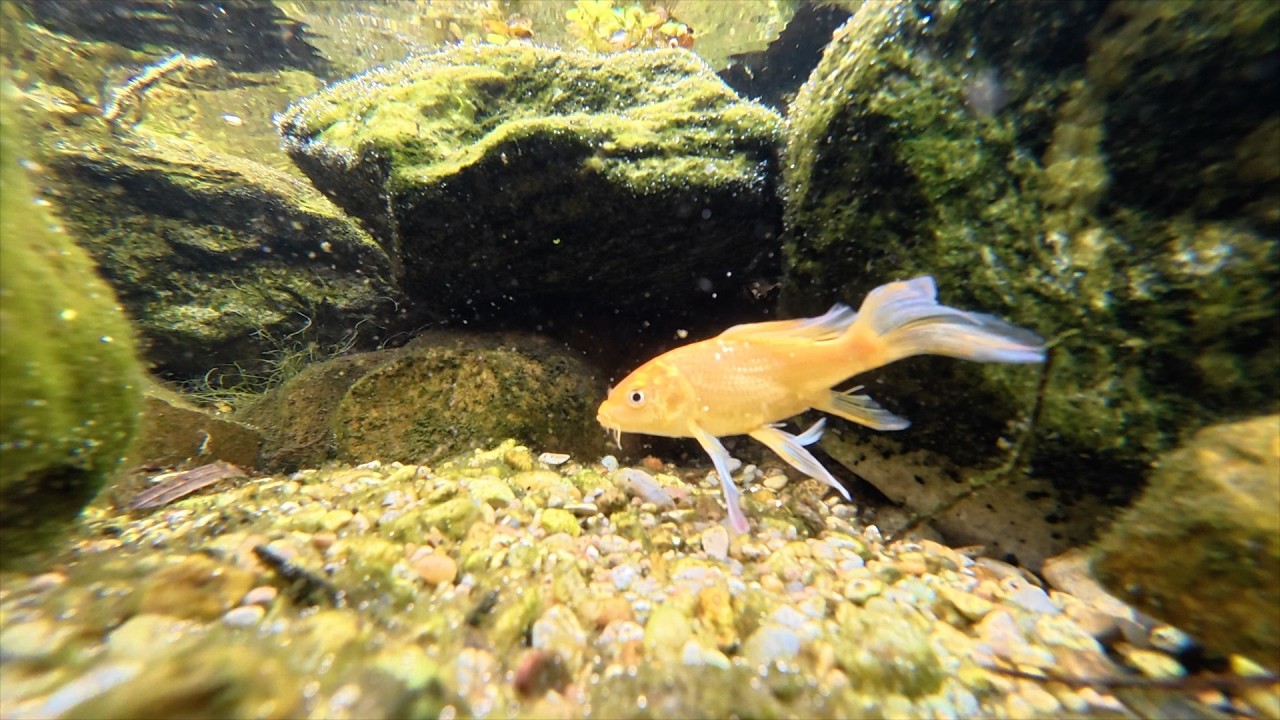 Koi, Bass, and Goldfish sharing a snack