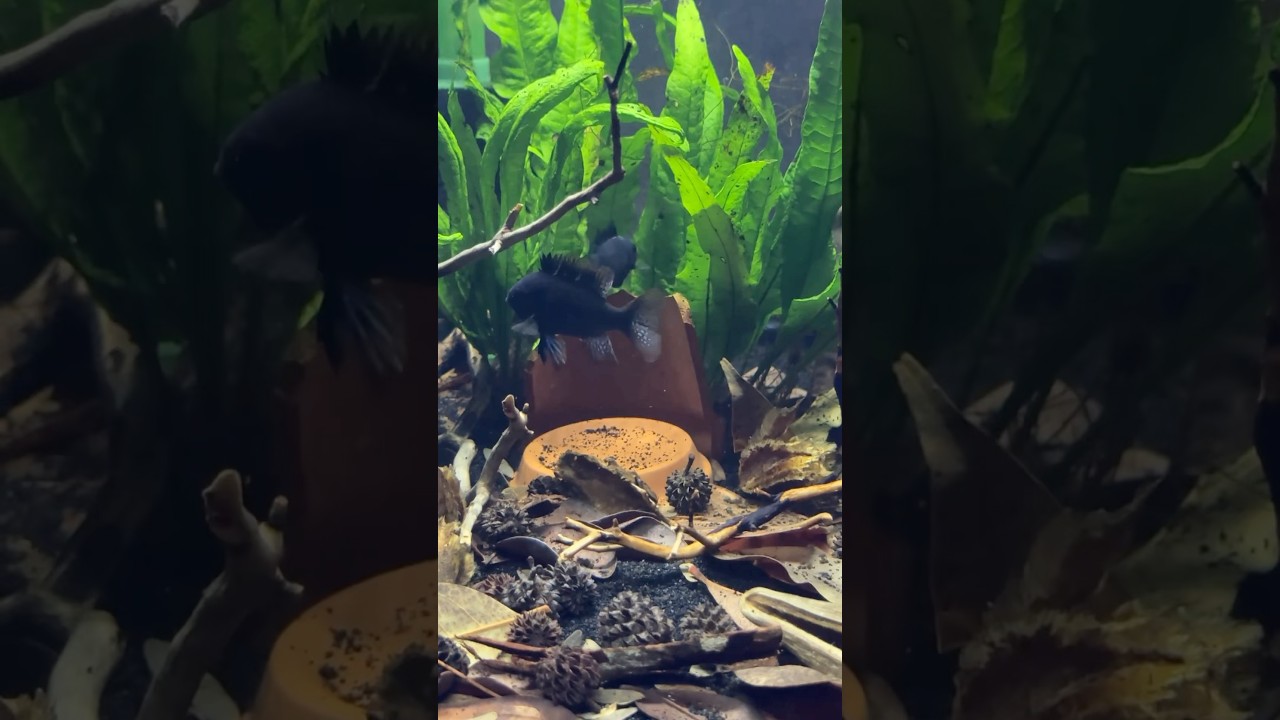 Selecting a new pair of Black Rams to spawn in my latest botanical-filled breeding tank! #blackram