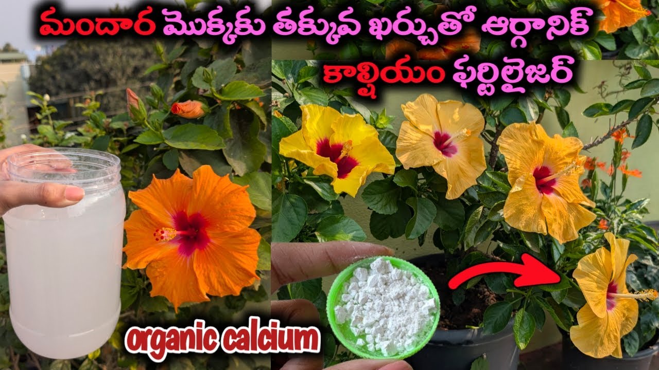 చిన్నకుండీలలో మందారం మొక్క పువ్వులతో నిండిపోవటానికి ఈ సూపర్ Fertilizer ఇవ్వండి #hibiscus #fertilizer
