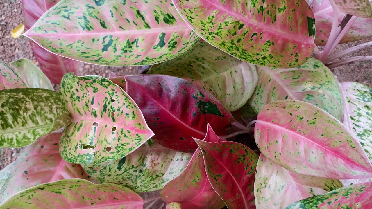 Aglonima and Calathea Sale 