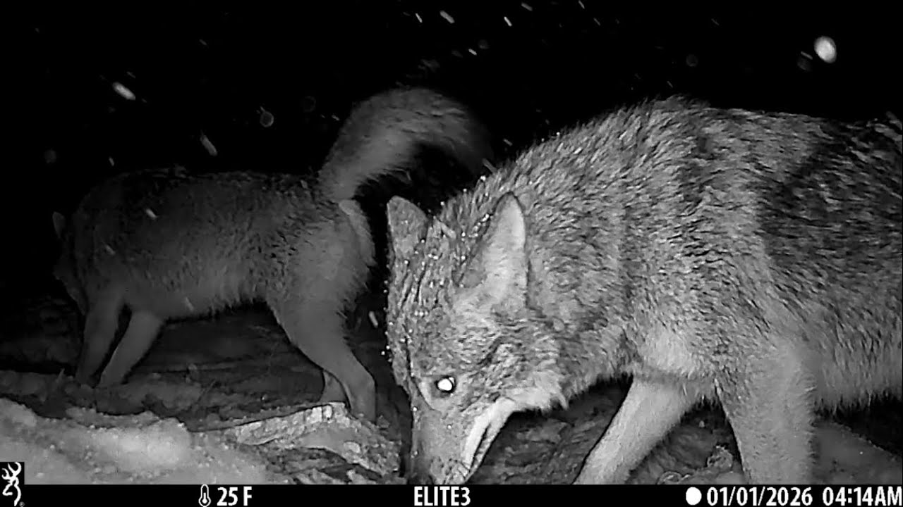Upstate New York wildlife, winter wildlife trail cam.#wildlife #predator #upstate #newyork 