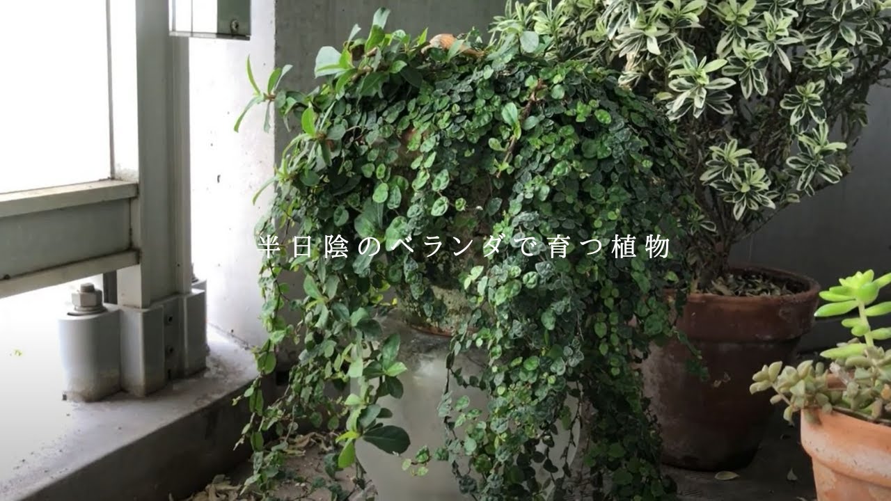 半日陰のベランダで育つ植物 シェードガーデン