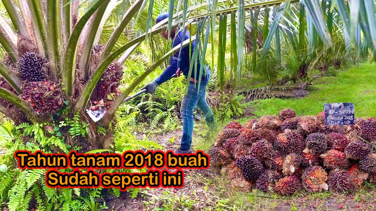 panen sawit di kawasan 80 ekar  || tahun tanam 2018