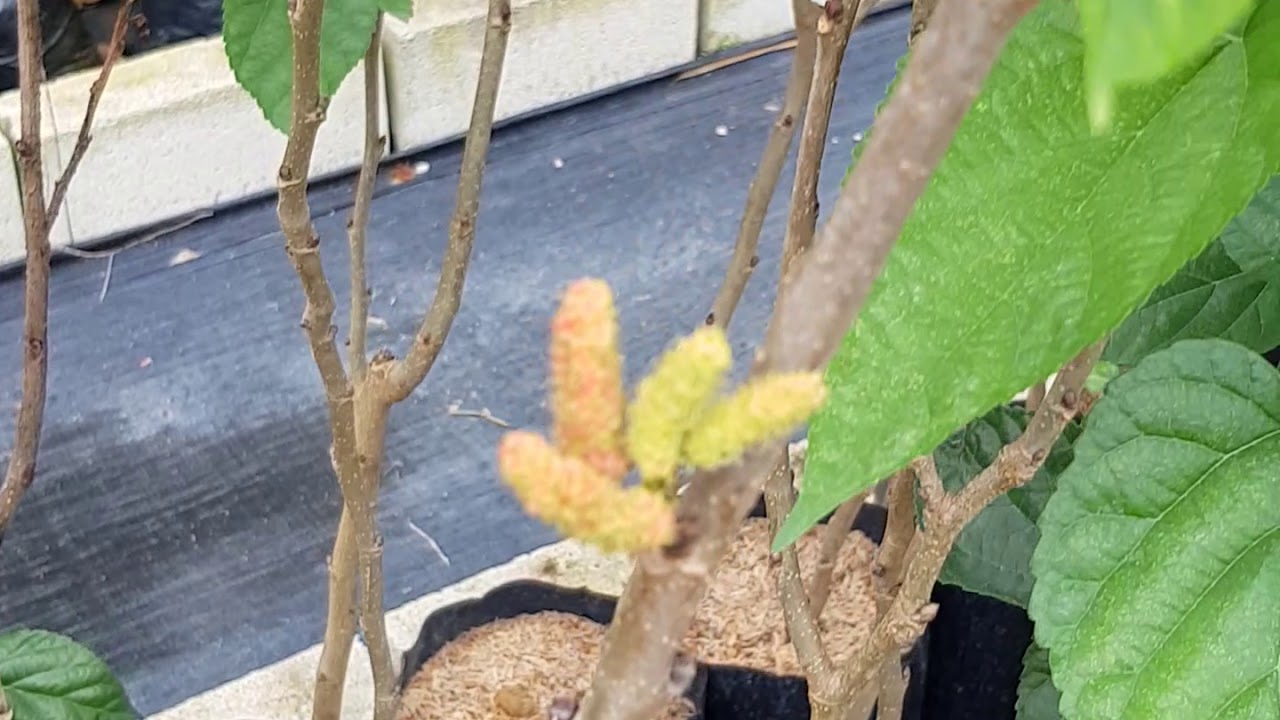 Nursery kebun bandar - AUSTRALIAN TURKEY MULBERRY berbuah lebat !!