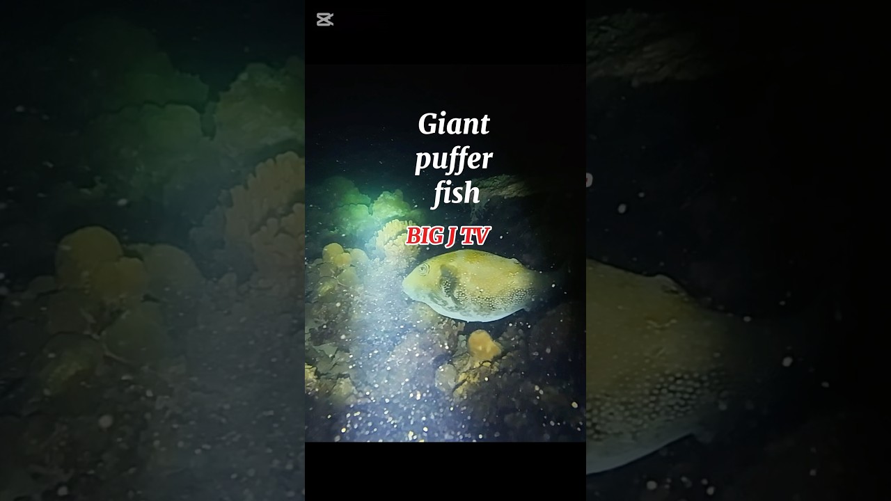 Giant puffer fish : night dive spear fishing: Philippines #countrysideadventure