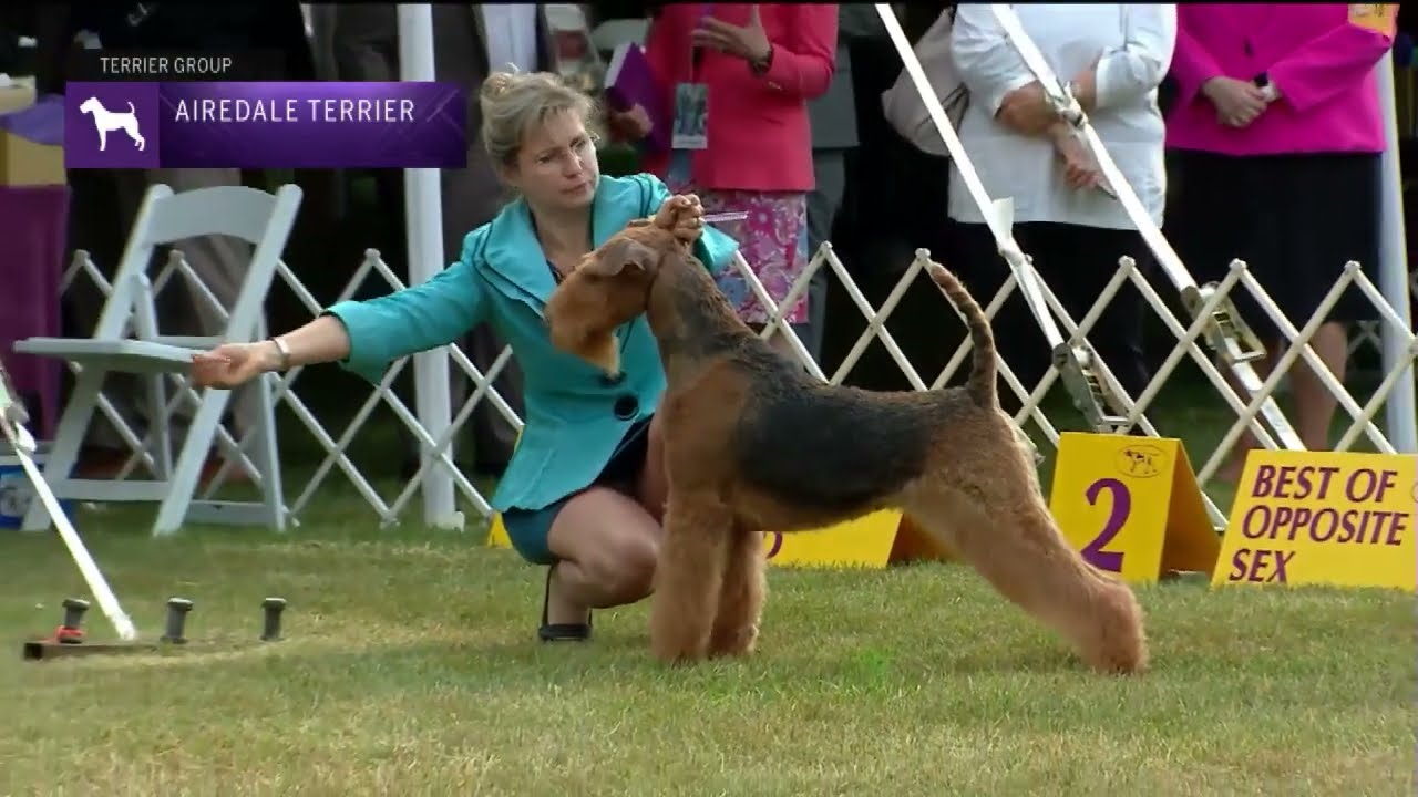 Airedale Terriers | Breed Judging 2022