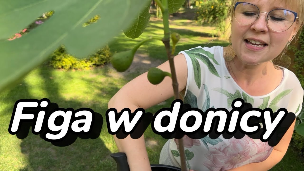 Jak uprawiać figę w donicy. Czy uprawa w Polsce jest możliwa?