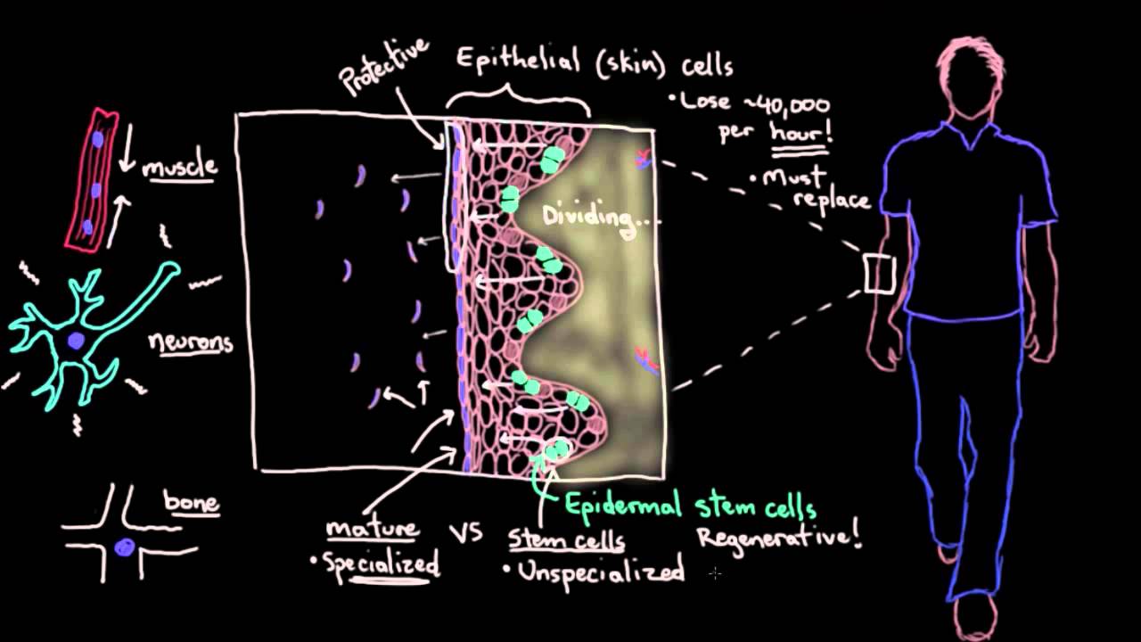 Khan Academy - Stem Cells