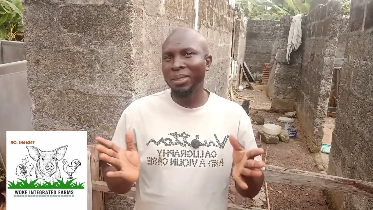 How to Identify a Landrace pig: Full Guide for Beginners