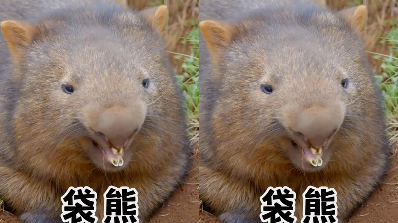 看完這袋熊，你就知道為什么叫&ldquo;似翔&rdquo;了&hellip;爆笑無比，簡直是搞笑達人！ #动物世界 #动物解说 #科普 #纪录片 #搞笑