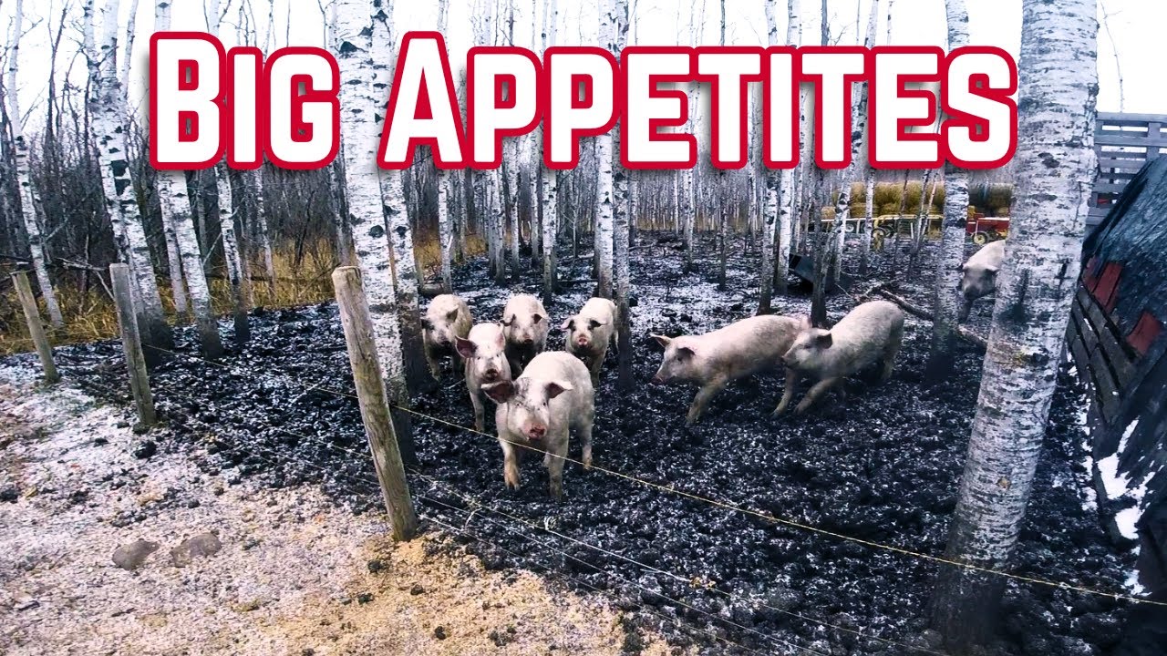 Feeding the Farm&rsquo;s Loudest Crew