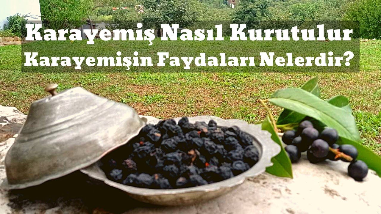 Karayemiş Nasıl Kurutulur Faydaları Nelerdir #karayemiş #karadeniz #kışhazırlıkları #lazkirazı