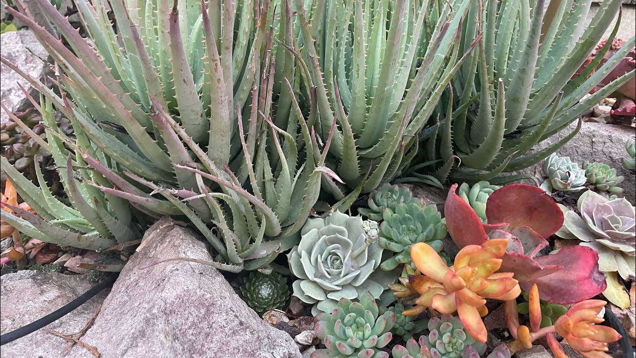 Sukulent vlog: Echeveria bahcesinden neleri cikarsam?