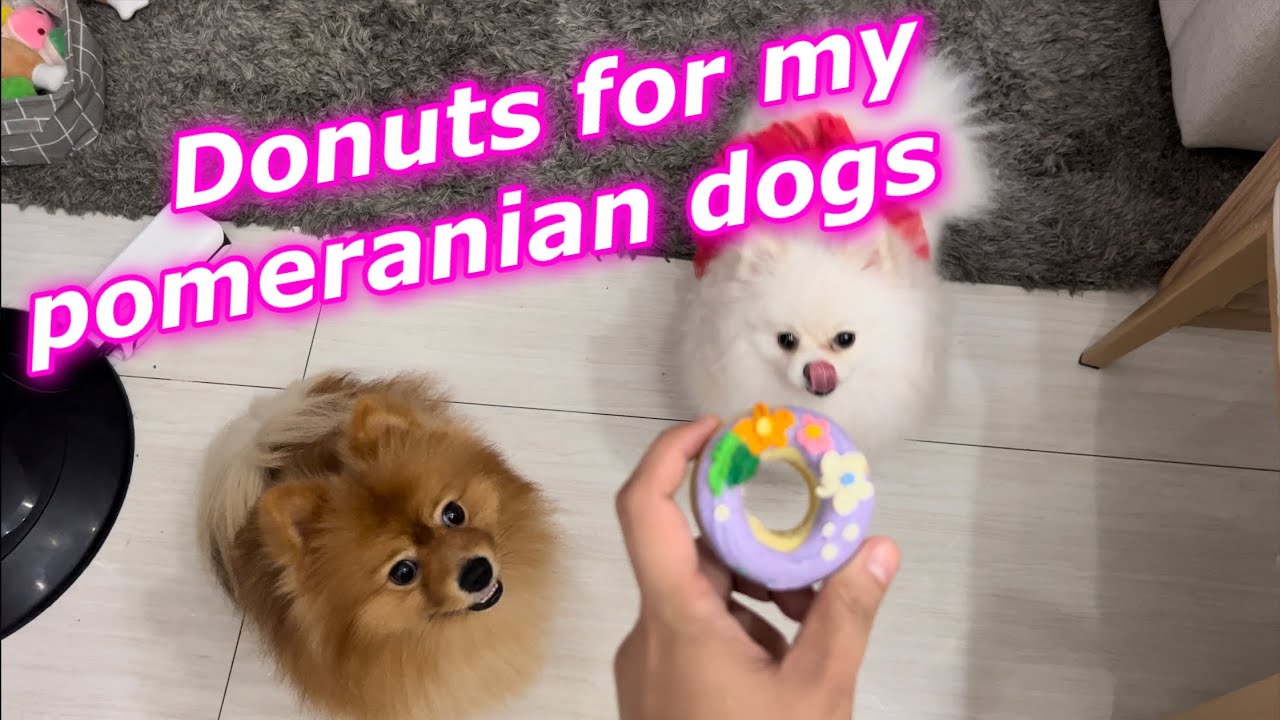 Pomeranian dog eats donut