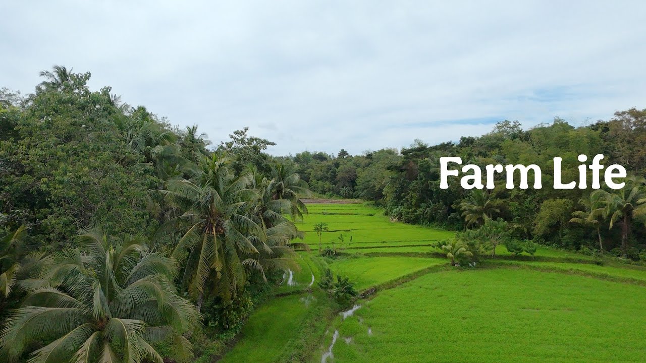 A DAY IN THE FARM: Harvesting, Planting, Clearing, and Cooking 