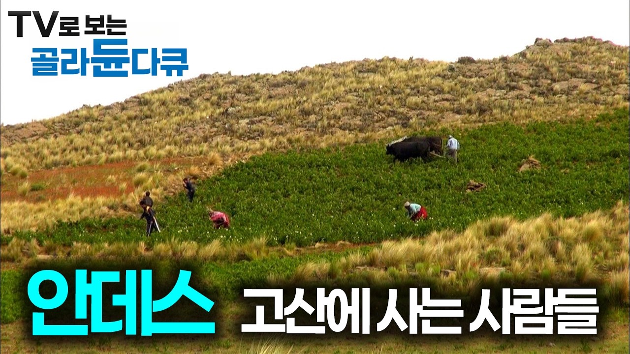 안데스산맥 고산 지대에 거주하는 원주민들은 어떻게 살아갈까｜세게테마기행｜#골라듄다큐