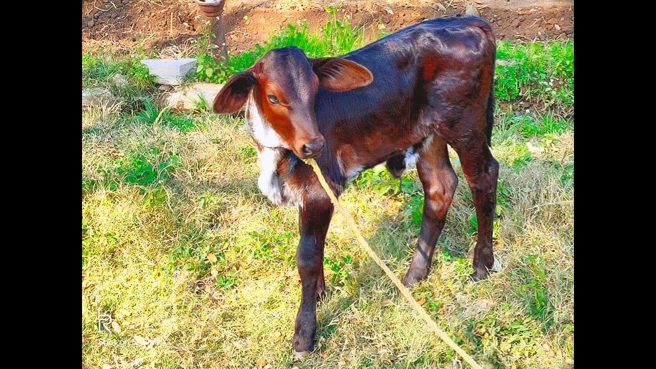 ABS troy bull excellent results, Gir Cross HF. gir cross girlando. ABS girlando semen ki results.