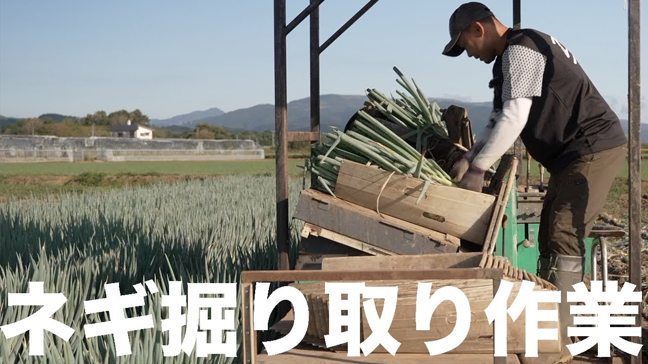 【ネギ初心者必見！】ネギ収穫機「ソフィ」を使って実際に掘ってみよう！【使い方】