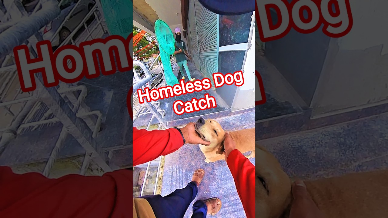 Homeless Dog Catch Gojo City #dog #streetdogrevival #gojo #shorts #ytviral