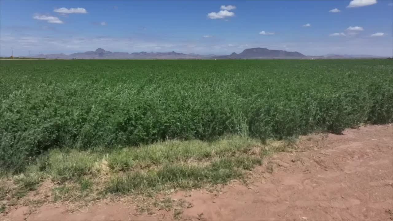 Valley farmer says Chinese tariffs have crushed the alfalfa export market