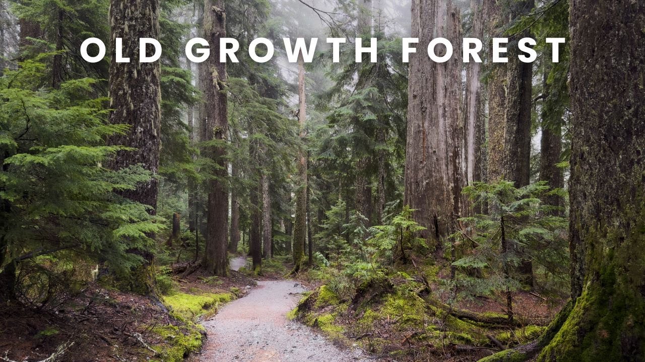 Hiking Through a Pristine Old-Growth Forest in 4K with Nature Sounds