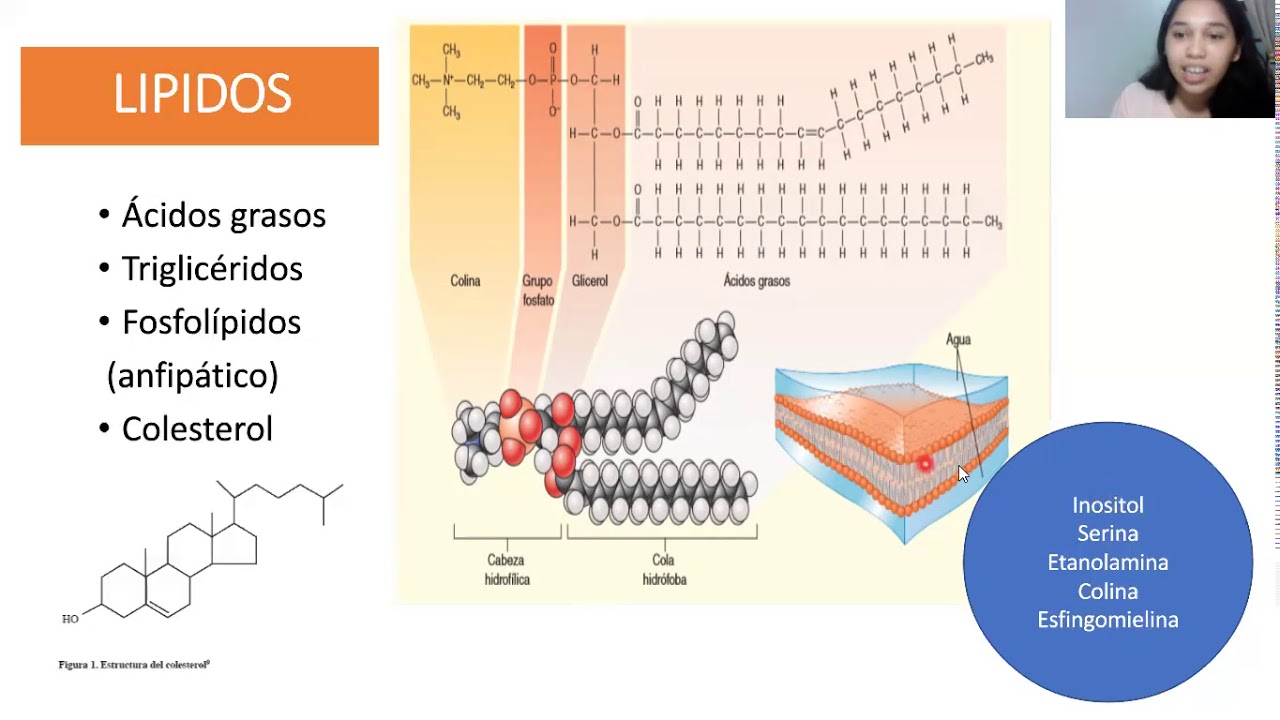 composición química de la célula. proteinas, lipidos, carbohidratos y acidos nucleicos