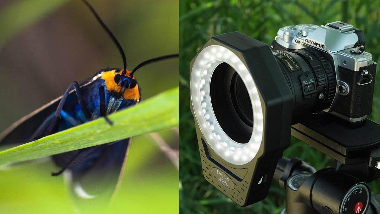 Using an LED Ring Light for Macro Photography