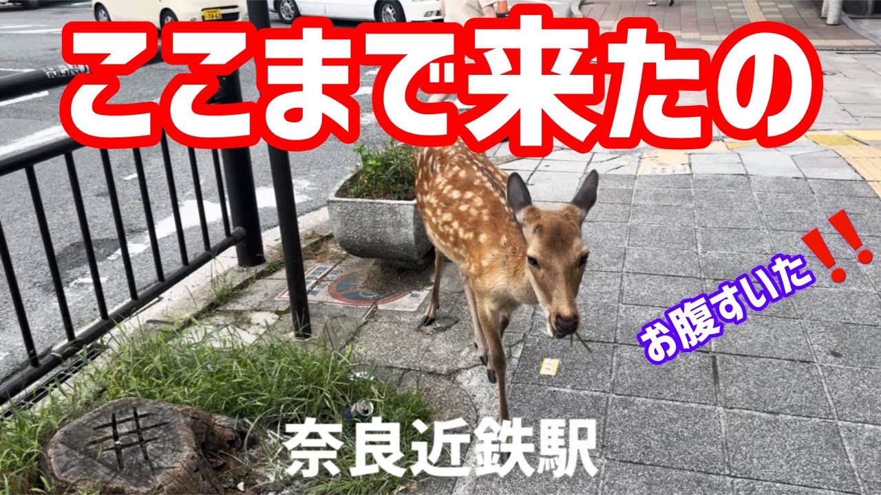 奈良近鉄駅まで来ました鹿さん🫎お腹すいた‼️