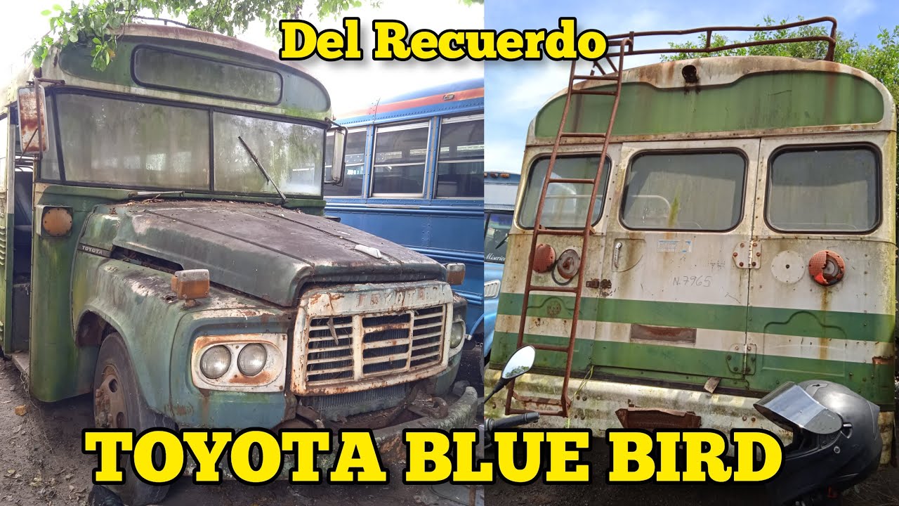 TOYOTA BLUE BIRD, &uml;RELIQUIA&uml; que fue del MINISTERIO DE AGRICULTURA | Buses del RECUERDO