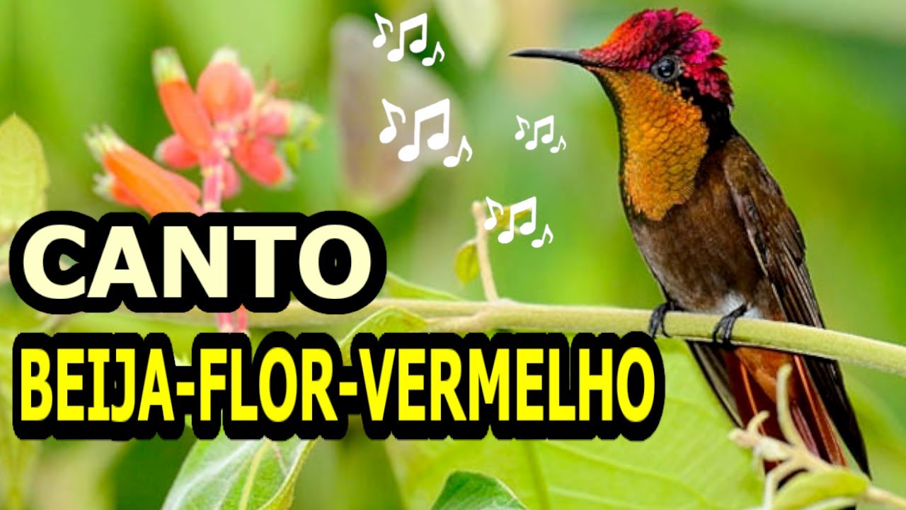 O Lindo Canto do Beija-Flor-Vermelho na caatinga