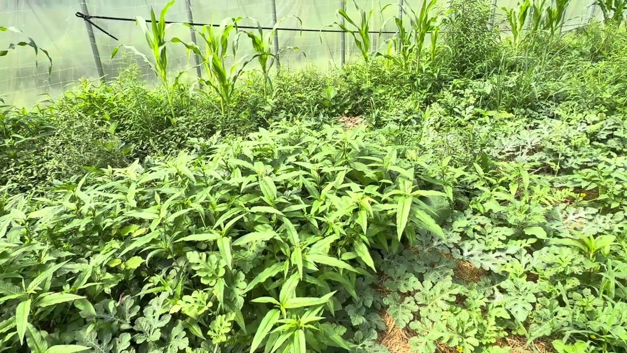 New experiment in tree propagation