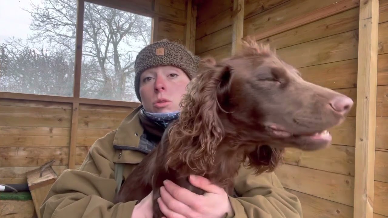 Gundog Training : Introduction to “back”