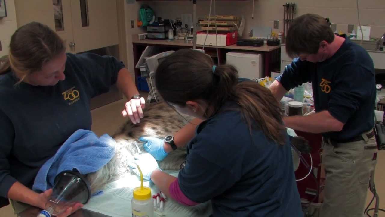School of Veterinary Medicine - Zoological Residency Program