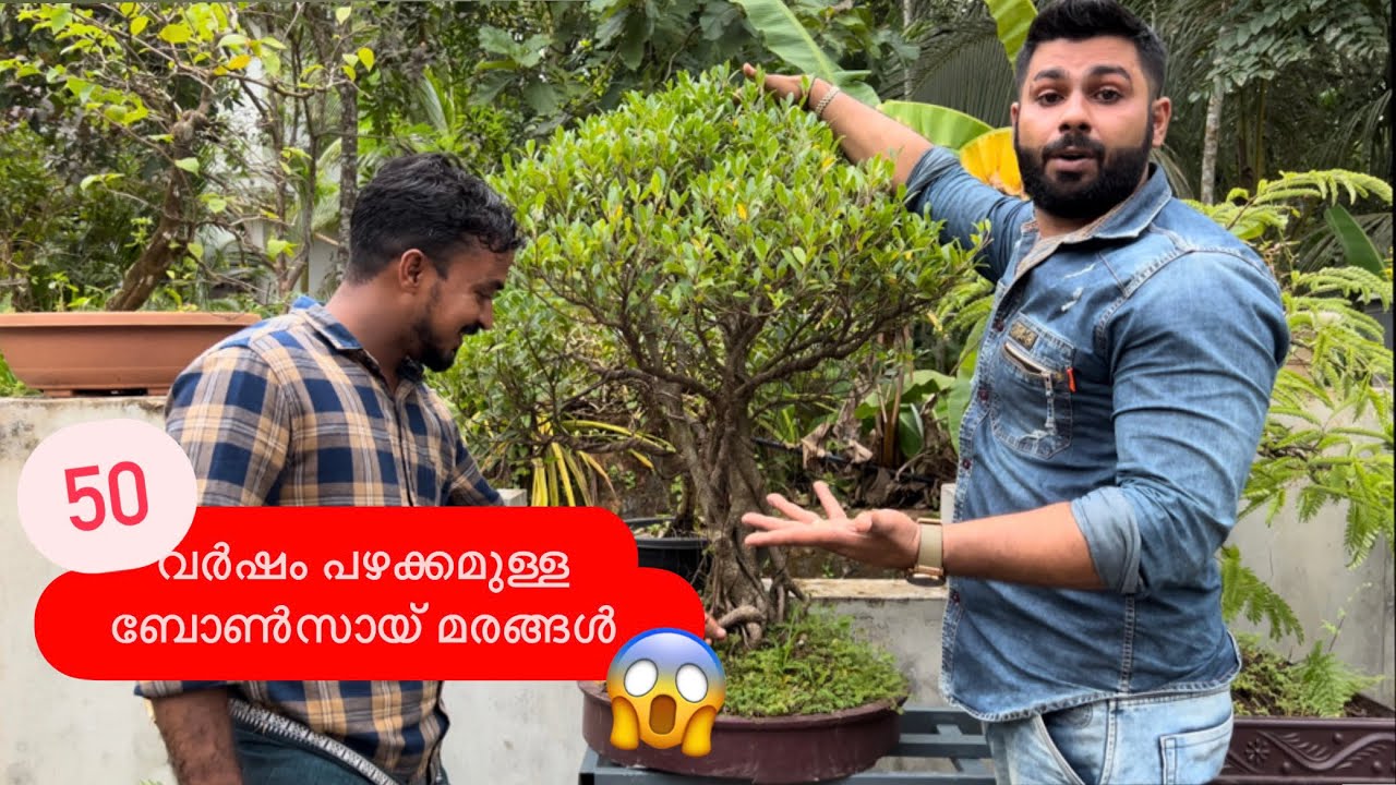 6 ലക്ഷത്തിന്റെ മരങ്ങൾ | big bonsai tree collection |